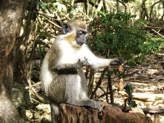 wild life reserve, Barbados, Dagtrip, Vakantie, activiteiten