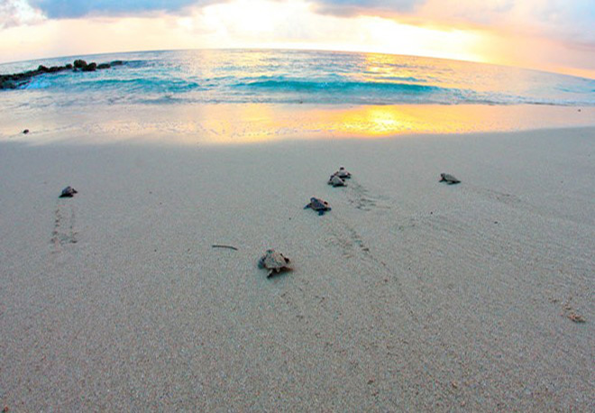 Strand, St. Peters Bay, Barbados, Resortvilla, 10 personen